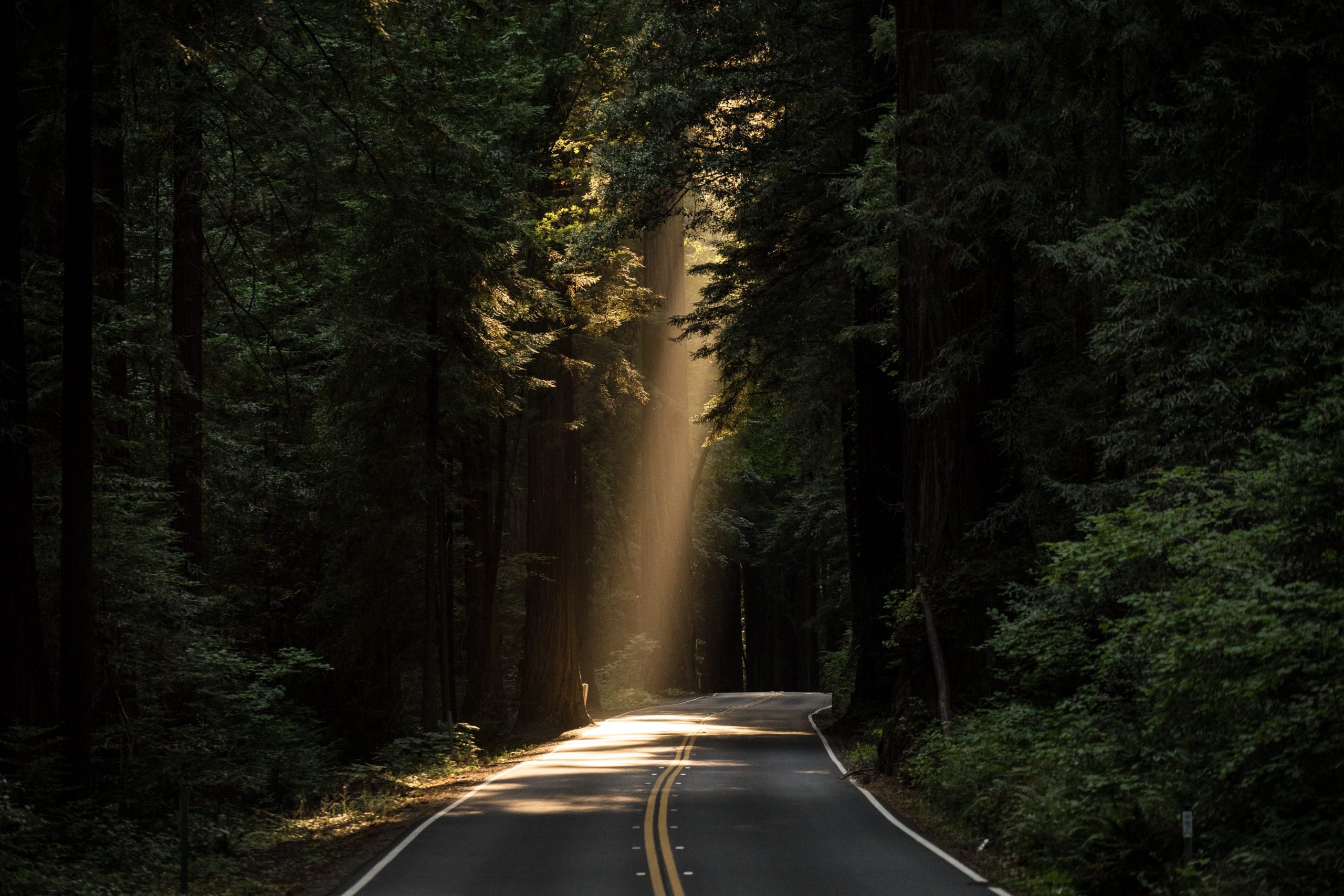 john-towner-3Kv48NS4WUU-unsplash sun shining through a canopy of trees on a paved road.